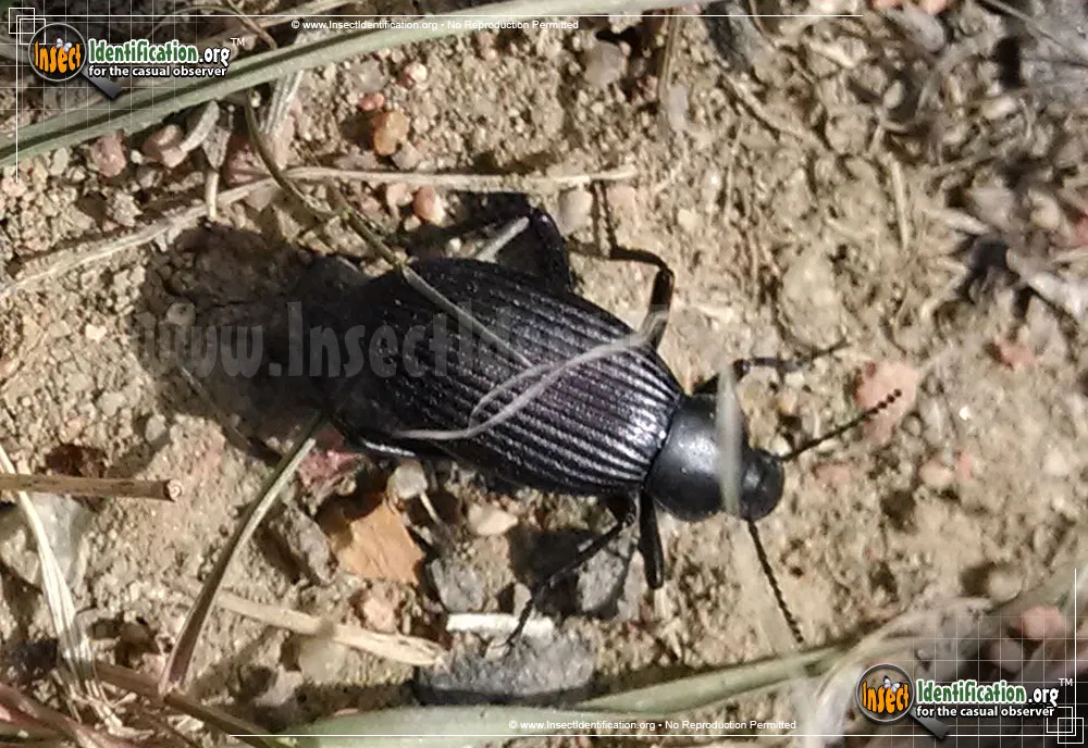 Desert Stink Beetle - photo 5