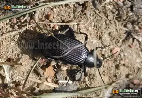 Desert Stink Beetle - photo 6