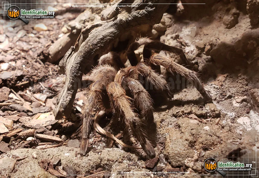 Desert Tarantula