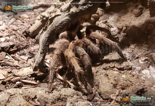 Desert Tarantula - photo 2