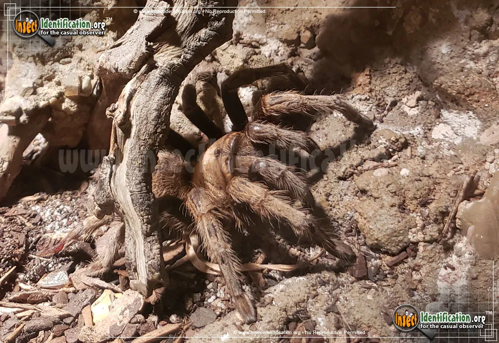 Desert Tarantula - photo 3