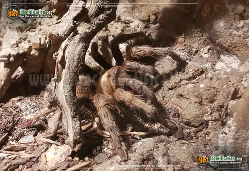 Desert Tarantula - photo 4