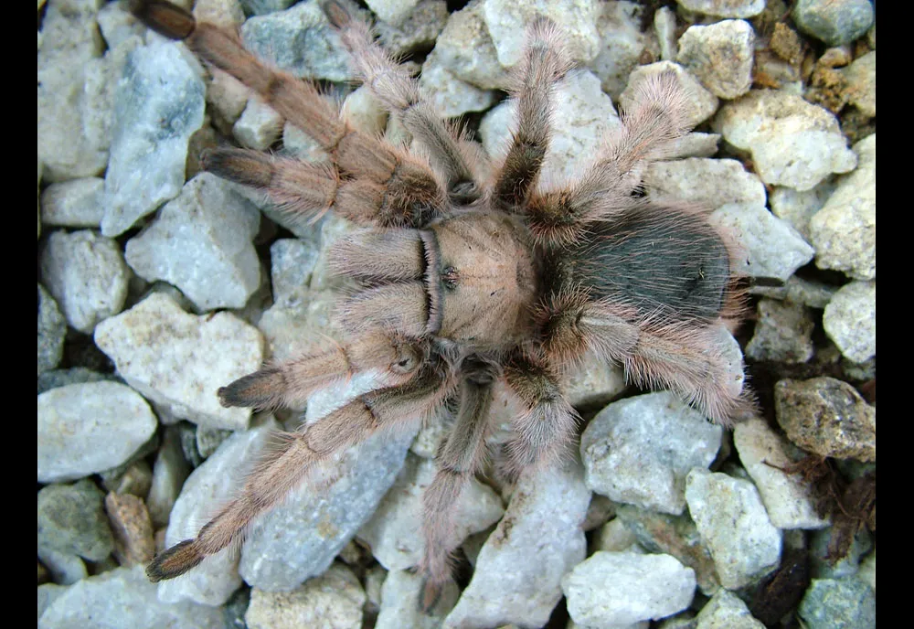 Desert Tarantula - photo 5