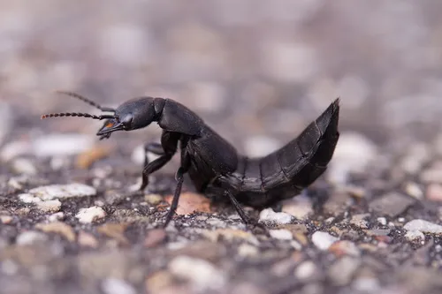 Devil's Coach Horse - photo 2
