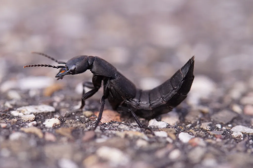 Devil's Coach Horse - photo 3
