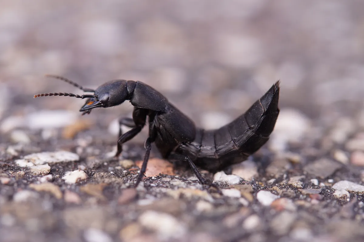 Devil's Coach Horse - photo 4