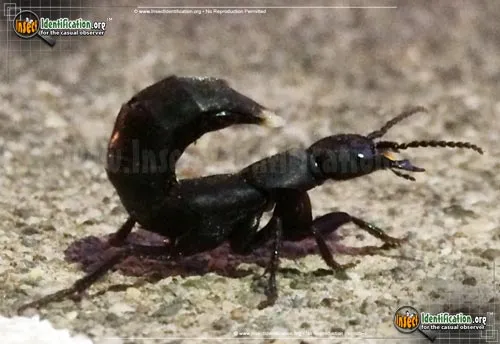 Devil's Coach Horse - photo 5