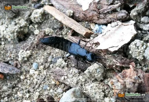Devil's Coach Horse - photo 8