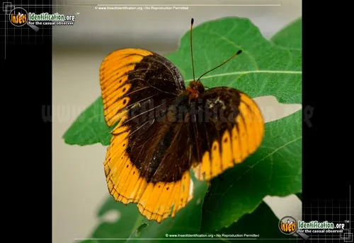Diana Fritillary - photo 2
