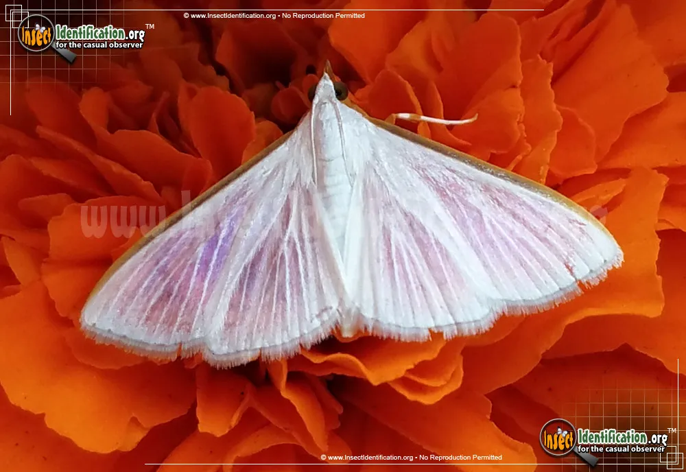Diaphania costata - photo 3