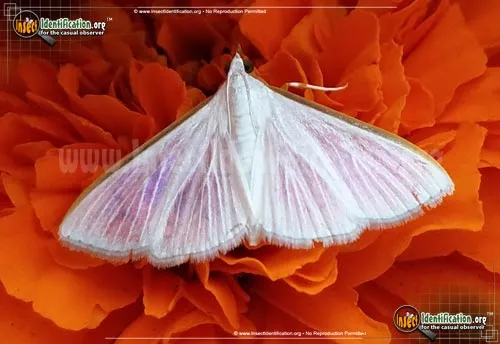 Diaphania costata - photo 4