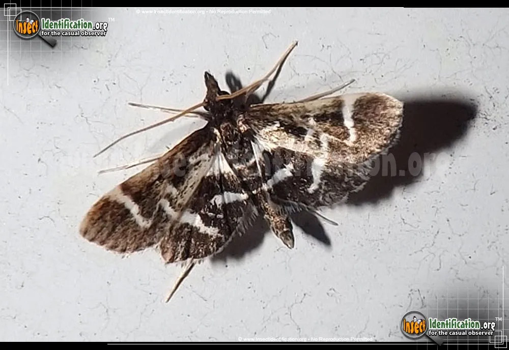 Diasemiodes janassialis