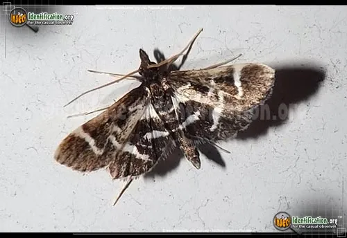 Diasemiodes janassialis - photo 2