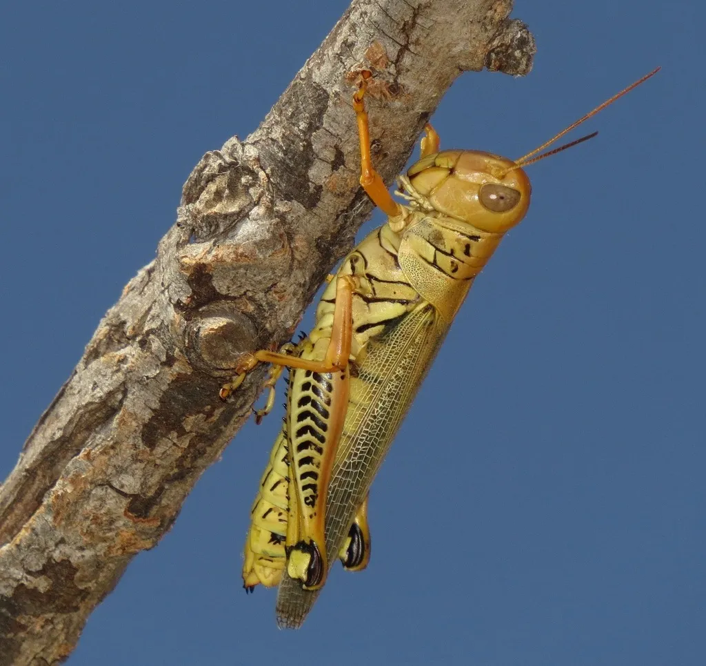 Differential Grasshopper - photo 2