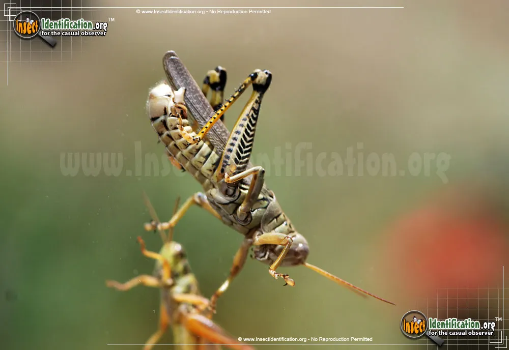 Differential Grasshopper - photo 4