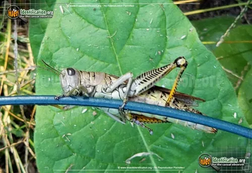 Differential Grasshopper - photo 5