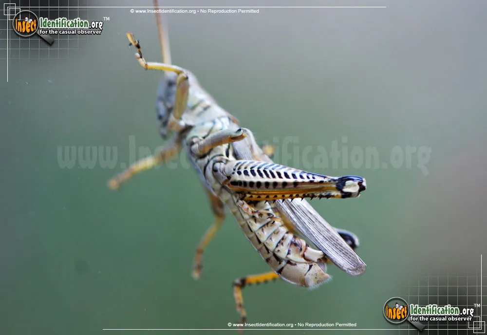Differential Grasshopper - photo 6