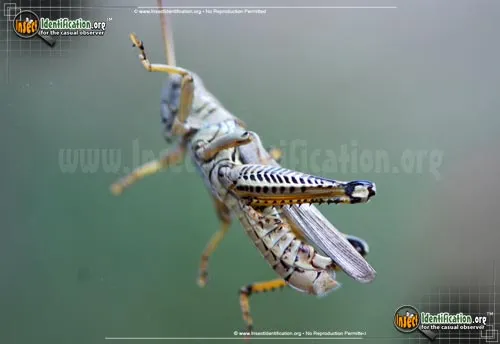 Differential Grasshopper - photo 7