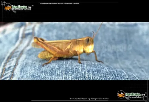 Differential Grasshopper - photo 8