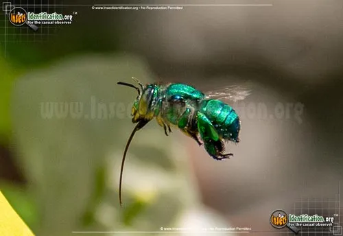 Dilemma Orchid Bee - photo 2