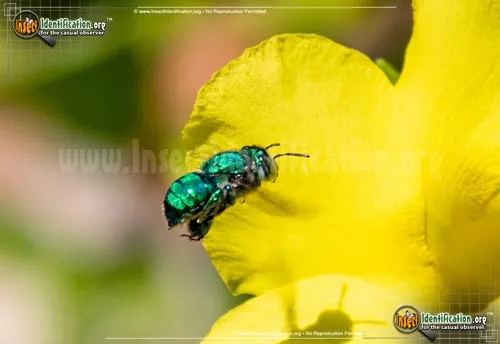 Dilemma Orchid Bee - photo 4