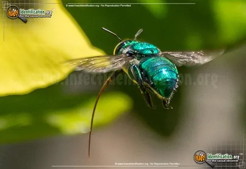 Dilemma Orchid Bee - photo 6