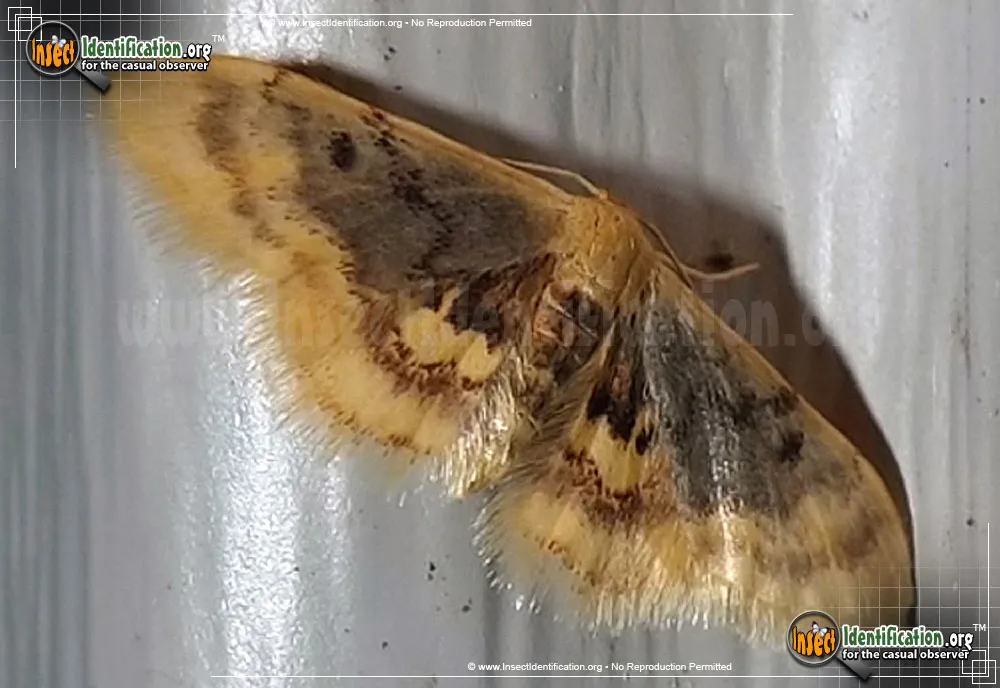 Diminutive Wave - Idaea scintillularia