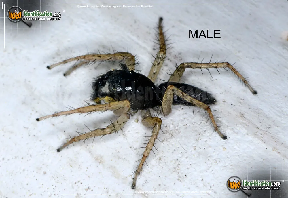 Dimorphic Jumping Spider