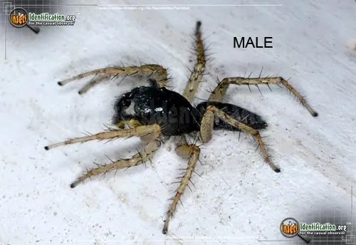 Dimorphic Jumping Spider - photo 2