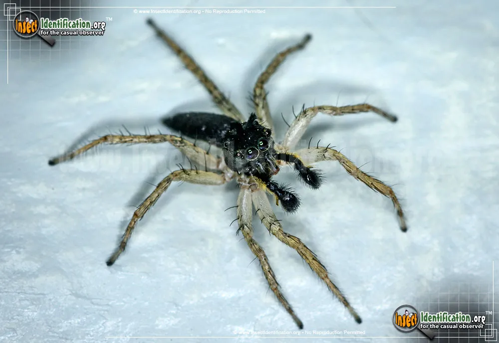 Dimorphic Jumping Spider - photo 3