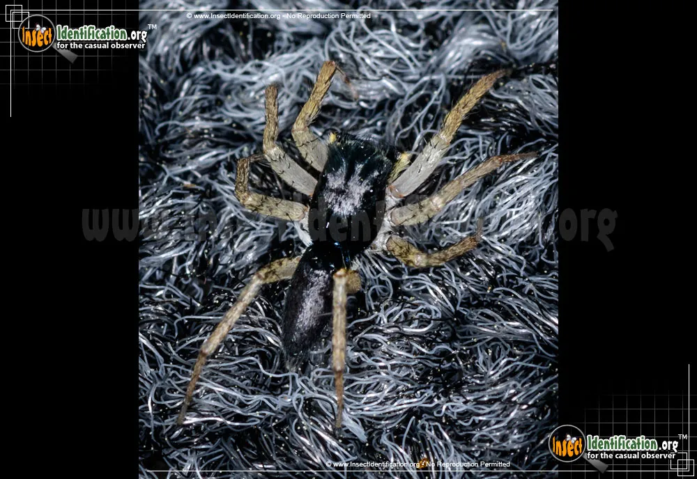Dimorphic Jumping Spider - photo 5