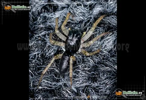 Dimorphic Jumping Spider - photo 6