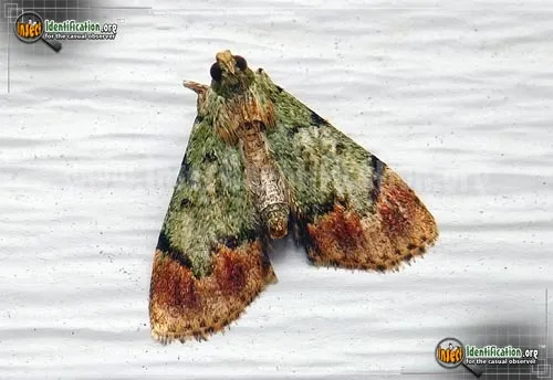 Dimorphic Macalla - photo 2