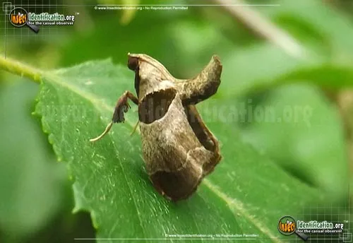 Dimorphic Tosale Moth - photo 2