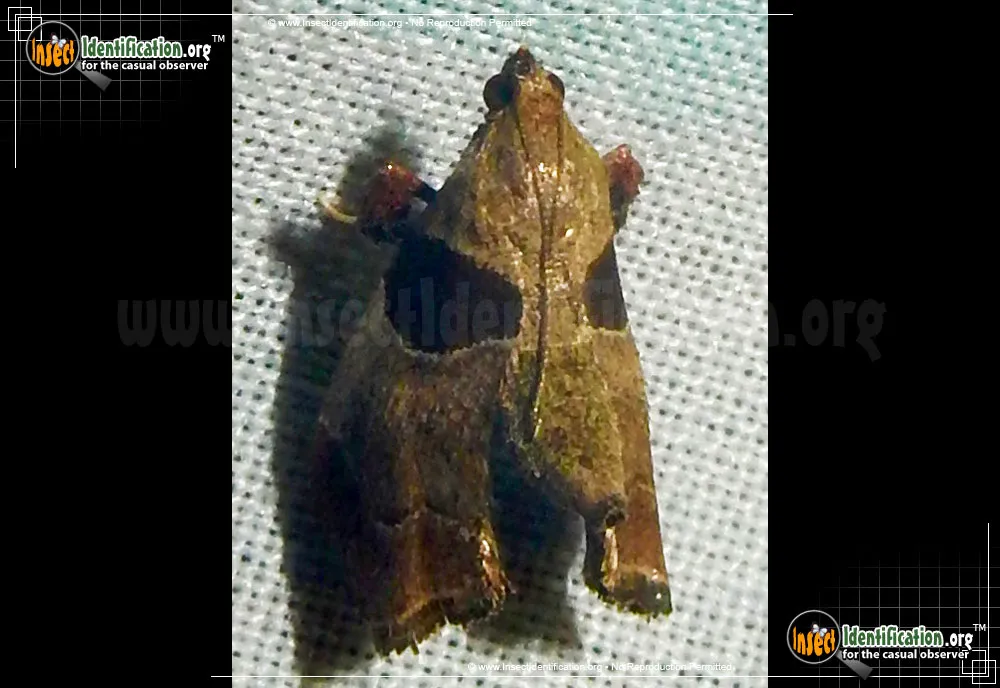 Dimorphic Tosale Moth - photo 3