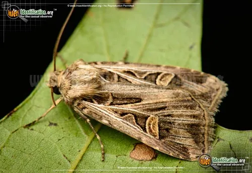 Dingy Cutworm Moth - photo 2