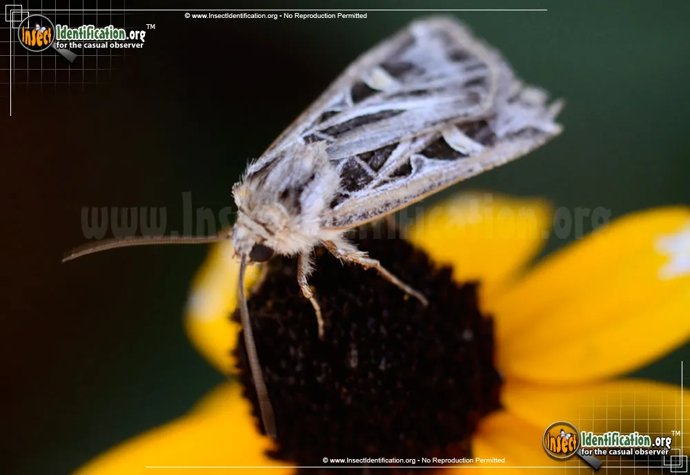 Dingy Cutworm Moth - photo 3