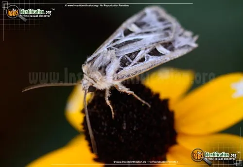 Dingy Cutworm Moth - photo 4