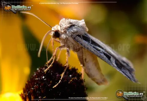 Dingy Cutworm Moth - photo 6