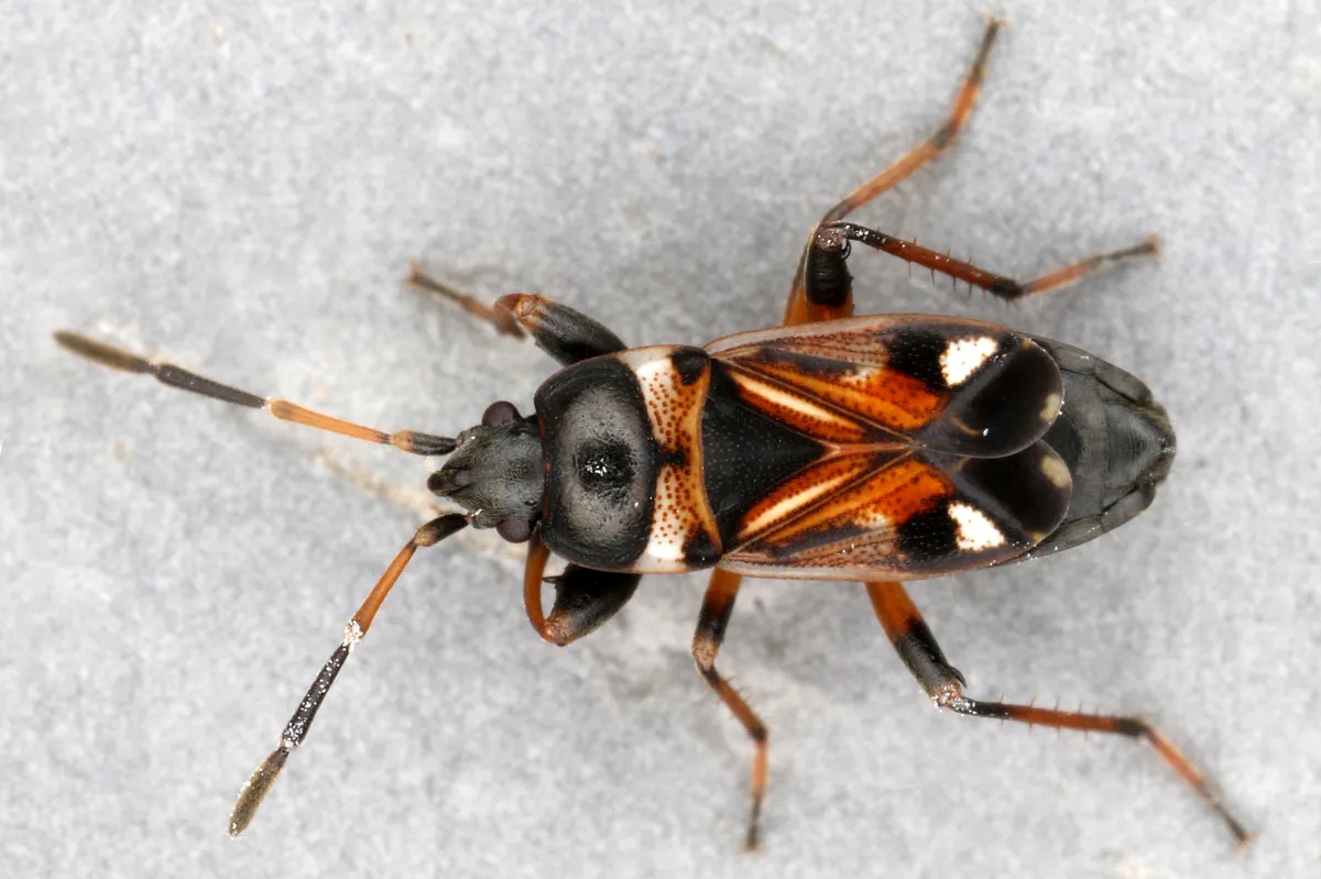 Dirt-colored Seed Bug - photo 3