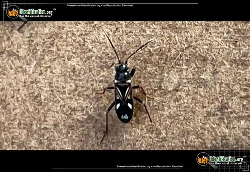 Dirt-colored Seed Bug - photo 4