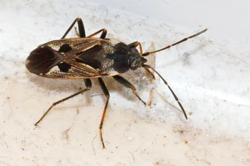Dirt-colored Seed Bug