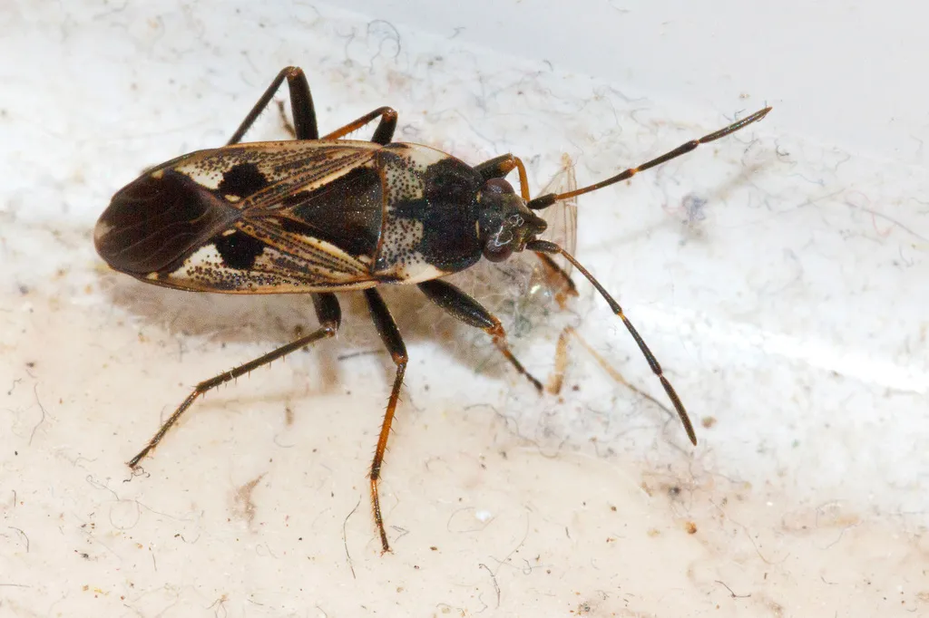 Dirt-colored Seed Bug - photo 2