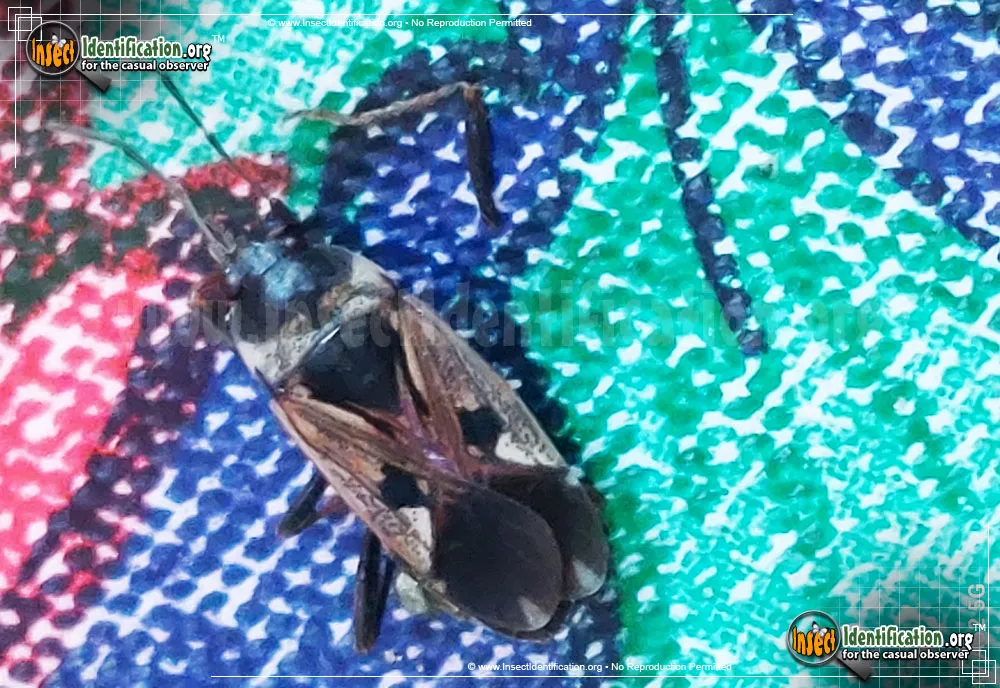 Dirt-colored Seed Bug - photo 4