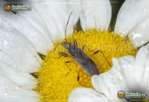 Dirt-colored Seed Bug - photo 2