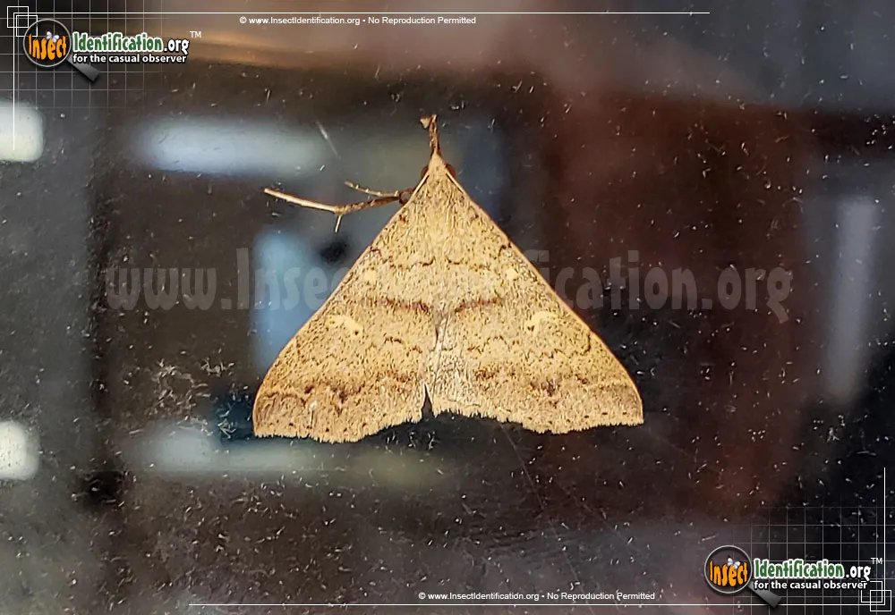 Discolored Renia Moth
