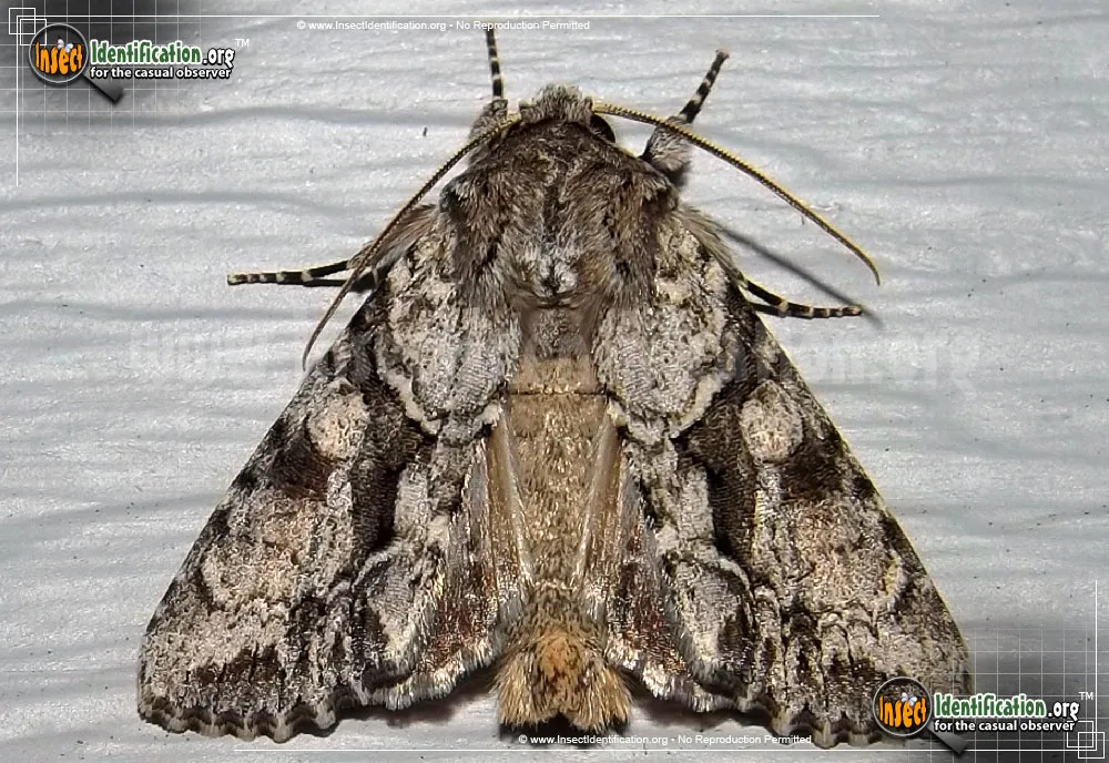 Distinct Quaker - photo 3