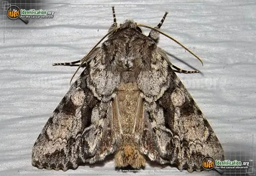 Distinct Quaker - photo 4