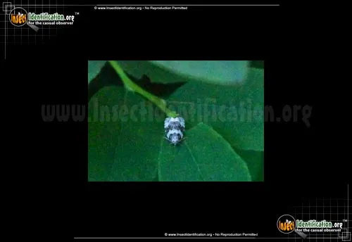 Divided Olethreutes Moth - photo 2