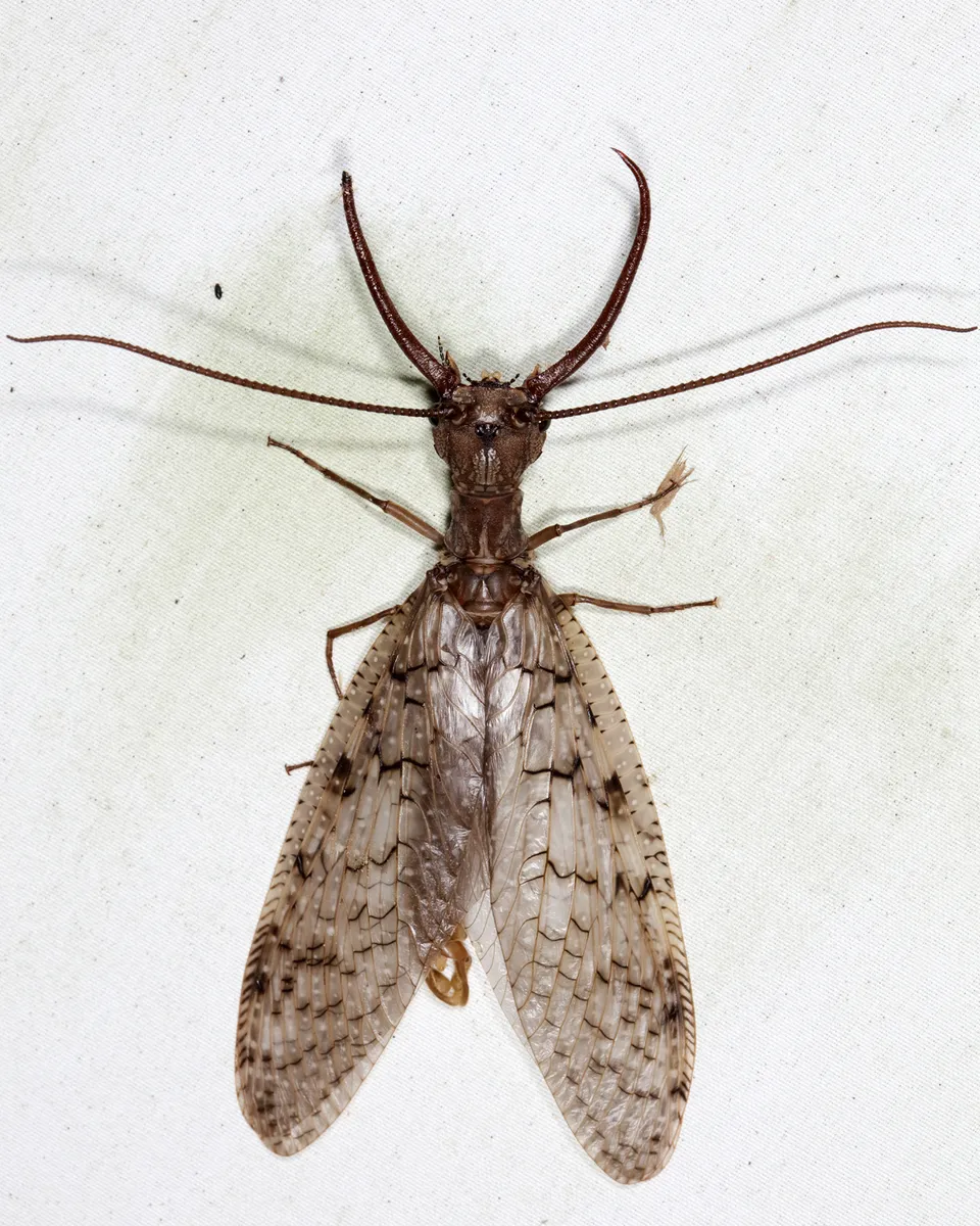 Dobsonfly - photo 3